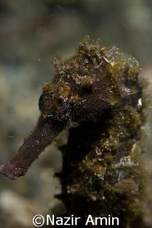 seahorse/hippocampus taken at Lembeh Straits by Nazir Amin 