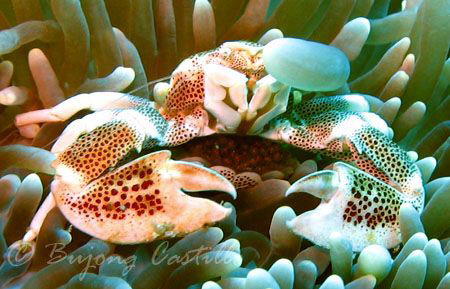 Porcelain Crab with eggs - Taken at Beatrice dive site in... by Arthur Castillo 