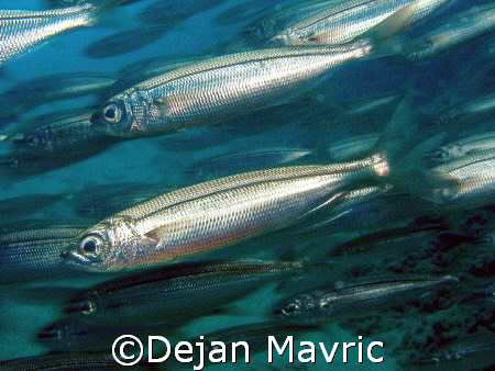 Sudenly I was in a school of fish and managed to take one... by Dejan Mavric 