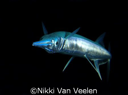 Red sea needlefish taken at Ras Umm Sid on a night dive. by Nikki Van Veelen 