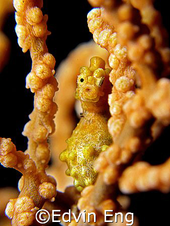 One Eye Look Pygmy! Taken in Anilao with Canon G9. by Edvin Eng 
