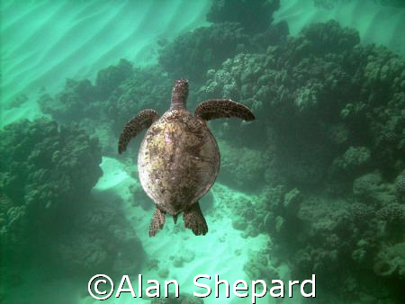 Great colors.  Turtle in H-Bay on Oahu. by Alan Shepard 