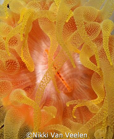 Cup coral taken at Sharksbay on a night dive with E300 an... by Nikki Van Veelen 