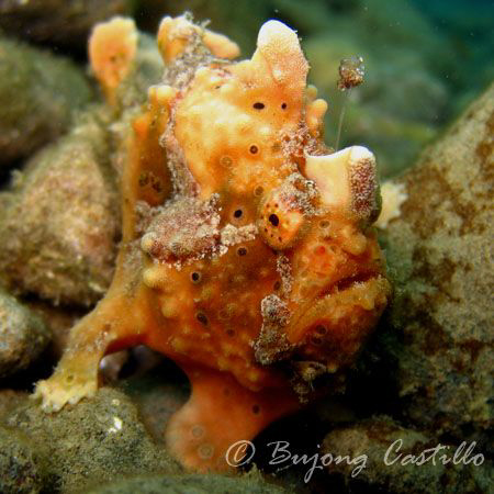 Orange Frogfish - Taken at Basura dive site in Anilao Bat... by Arthur Castillo 