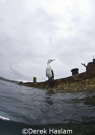 Cormorant on a wreck. Moreton island. D200, 10.5mm. by Derek Haslam 