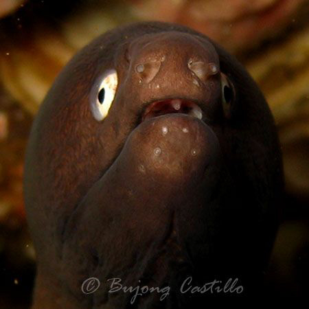 Chin Up - Morray eel Taken at Sepok Wall divesite in Anil... by Arthur Castillo 