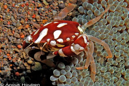 Swimming crab, Lissocarcinus orbicularis. Picture taken a... by Anouk Houben 