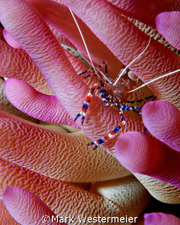 In the Pink - Image taken in Bonaire with a Nikon D100, 1... by Mark Westermeier 