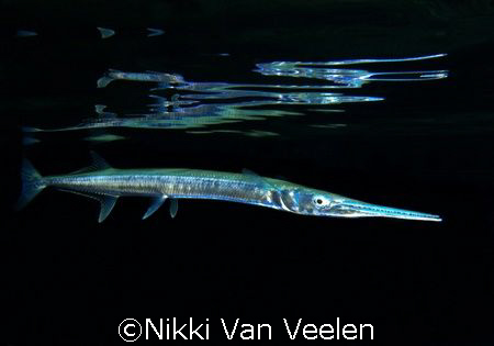 Red sea needlefish taken on a night dive at Ras Umm Sid. by Nikki Van Veelen 