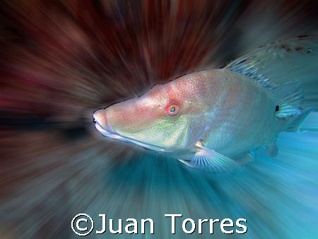 Hogfish and a about 5 minutes of playtime with Photoshop... by Juan Torres 