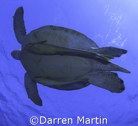 Turtle heading for the surface at Marsa Abu Dabab Souther... by Darren Martin 