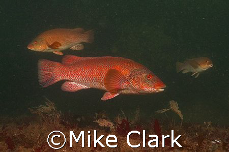 3 Ballan Wrasse at Cathedral Rock, St. Abbs, Scotland.
D... by Mike Clark 