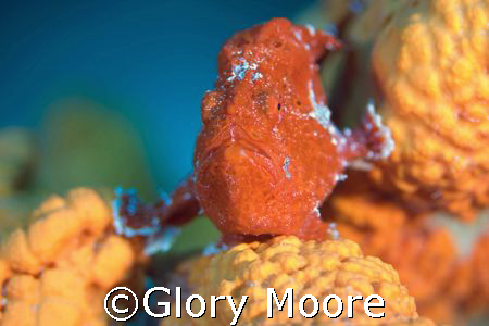 Red Longlure Frogfish at the dive site Small Wall, Bonaire. by Glory Moore 