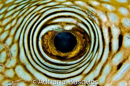 I'm looking at you!
Raja Ampat / West Papua by Adriana Basques 