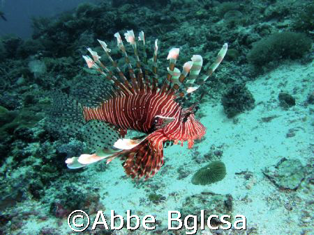 Free swimming lion fish.  Far from the reef. by Abbe Bglcsa 