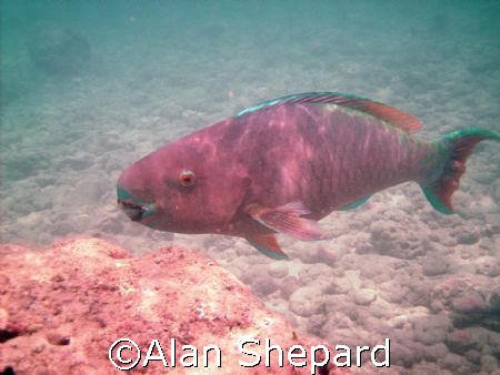 This parrot fish.  Real or claymation?  Taken at H-Bay, O... by Alan Shepard 