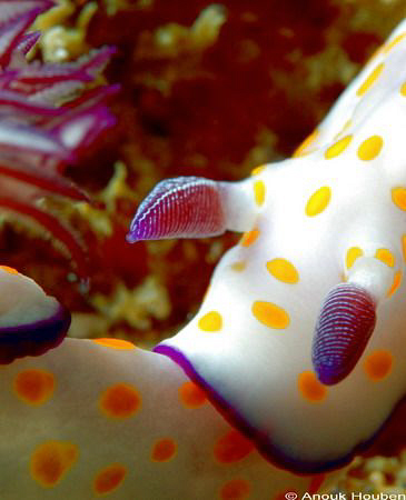 Nudibranch connection, Risbecia pulcella. Picture taken o... by Anouk Houben 