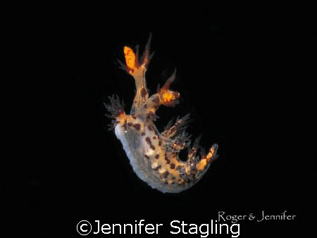Swimming nudibranch. Flores. by Jennifer Stagling 