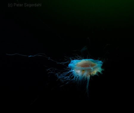 Jellyfish, swedish west coast. by Peter Segerdahl 