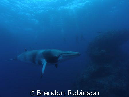 minke whale, hanging out by Brendon Robinson 