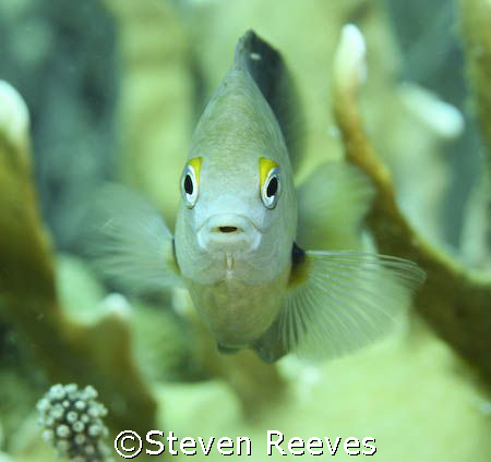 Picture taken in Bonaire not Aruba
Reef fish by Steven Reeves 