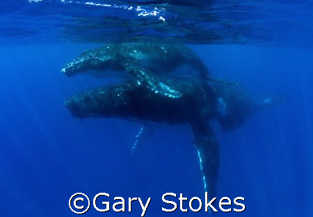 Humpback Mother with Calf in Tonga by Gary Stokes 