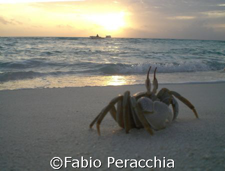 A crab at sunset by Fabio Peracchia 