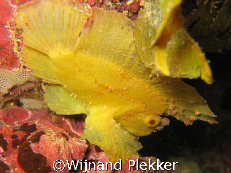 Leaffish on Pink Reef - Shimoni - Kenya by Wijnand Plekker 