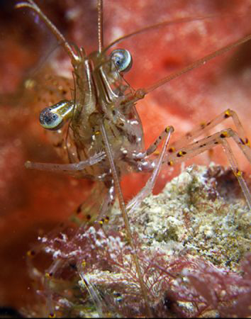 A temperate cleaner shrimp.  Shot with 3 X ucl 165's.

... by Cal Mero 