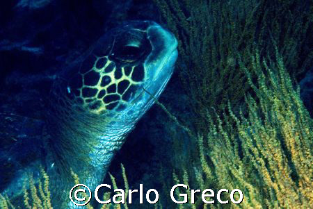 Turtle and seaweeds. Galapagos islands. by Carlo Greco 