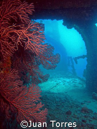 Marine life seizes the remains of the WIT SHOAL.  Taken w... by Juan Torres 