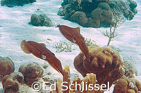 2 squid swimming over reef, taken in Curacao, NA by Ed Schlissel 