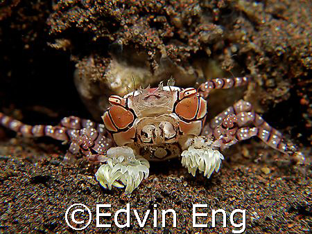 The Pom-pom Crab! Taken in Tulamben with Canon G7. by Edvin Eng 