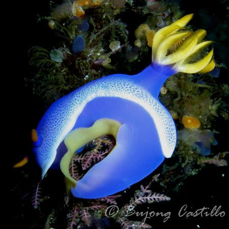 Nudi with eggs - Taken at Kirby's Rock dive site in Anila... by Arthur Castillo 