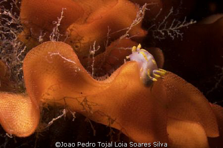 Nudibranch (Polycera quadrilineata) crawling on bryozoans... by Joao Pedro Tojal Loia Soares Silva 