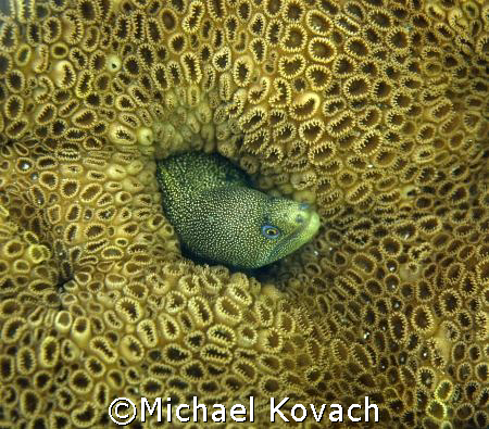 Goldentail Eel in coral taken off the beach at Fort Laude... by Michael Kovach 