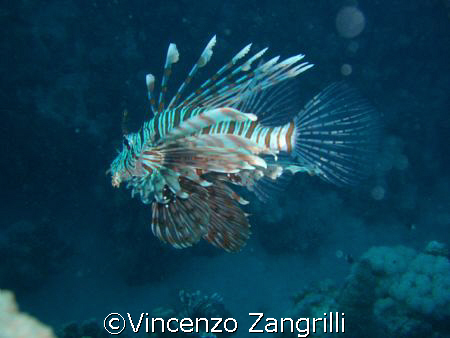Lion Fish in Marsa Nakari, South Reef. by Vincenzo Zangrilli 