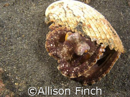 This marginatus octopus (AKA-Coconut octo) was peeking ou... by Allison Finch 
