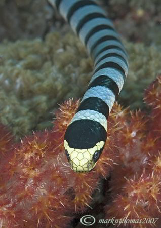 Banded sea snake.
Tiwoho, N. Sulawesi.
60mm.
 by Mark Thomas 