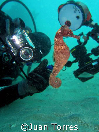 My diving buddy Abimael trying to get a good shot of a Se... by Juan Torres 