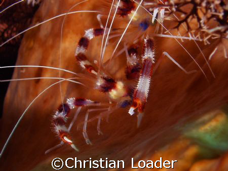 Banded Boxer Shrimp - photo taken in June 2007 in Komodo ... by Christian Loader 