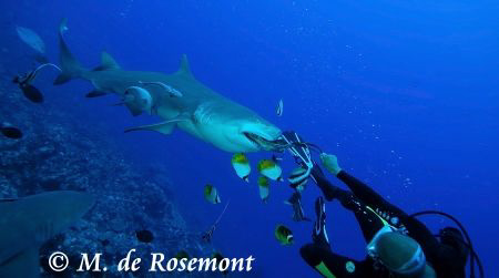 Lemon shark feeding at Tapu (Borabora) with "Blanchette" ... by Moeava De Rosemont 