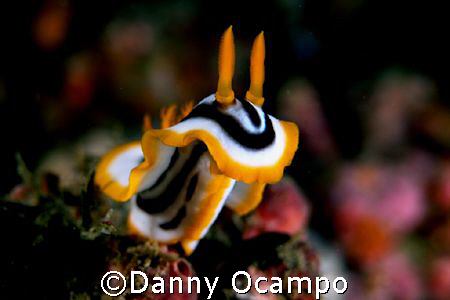a rearing nudi in Anilao, Batangas, Philippines by Danny Ocampo 