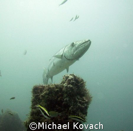 Baracuda peering over what is left of the rail on the Ken... by Michael Kovach 
