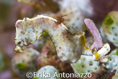 Hippocampus at Lembeh. Beautiful little fellow. by Erika Antoniazzo 