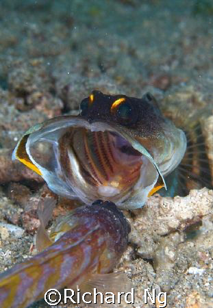 Gold Speck Jawfish engaged in a ferocious battle to prote... by Richard Ng 