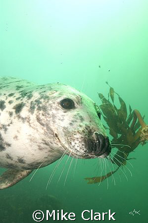 Friendly Seal playing with kelp
Nikon D 70 with 20mm len... by Mike Clark 