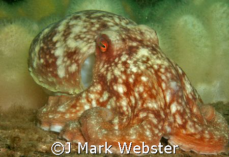 Lesser Octopus, St Abbs. OLY 7070 by J Mark Webster 