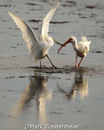 Food Fight - Image taken in SW Florida with a Nikon D200,... by Mark Westermeier 