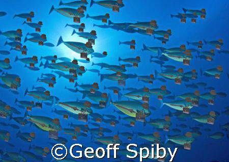 stock(market)fish heading for the city at rush hour with ... by Geoff Spiby 